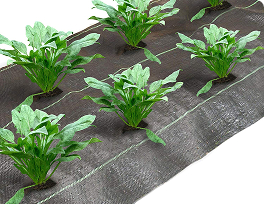 Ground cover